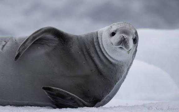 Foca Cangrejera