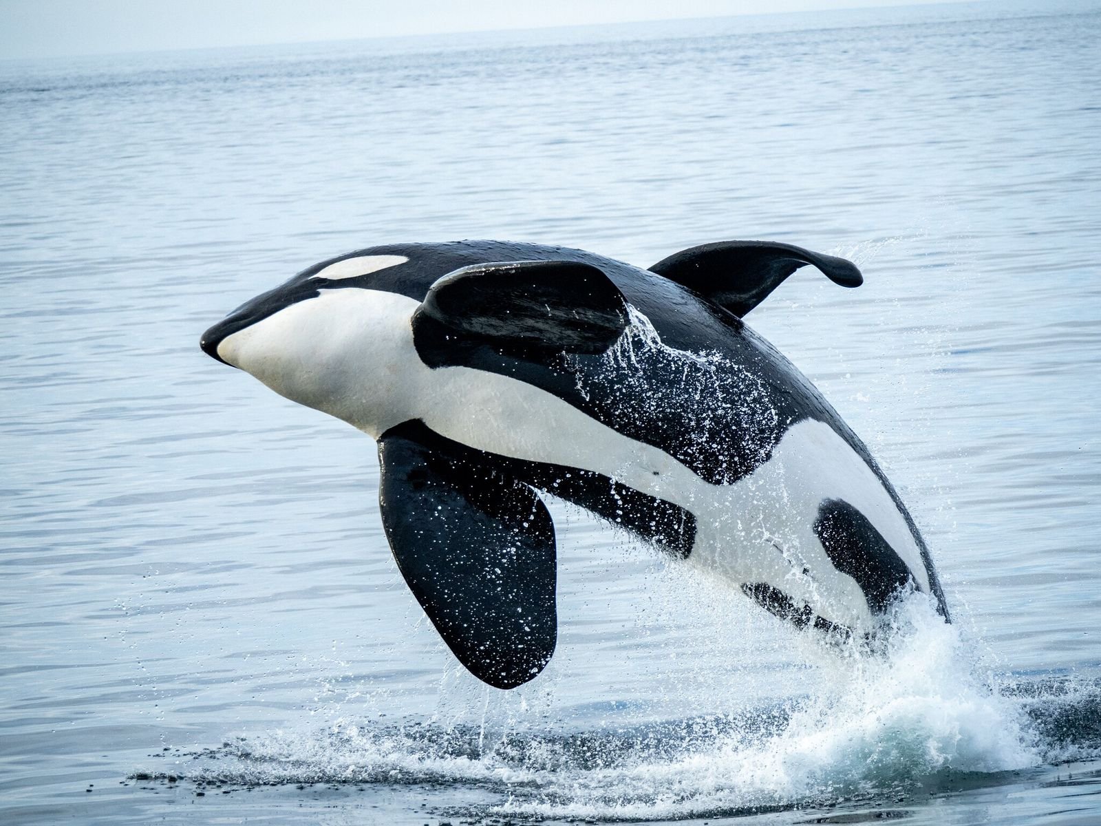 Orca