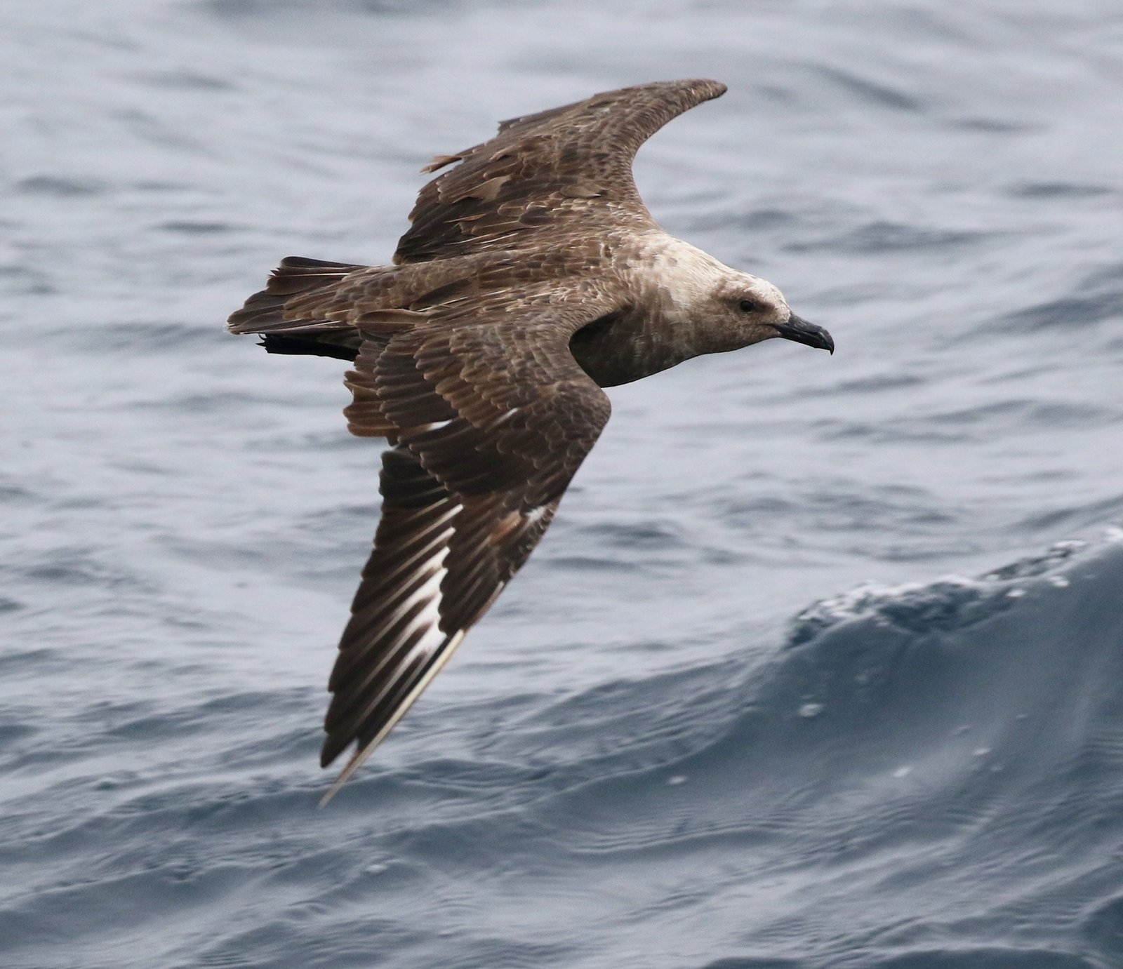 Skua del Sur
