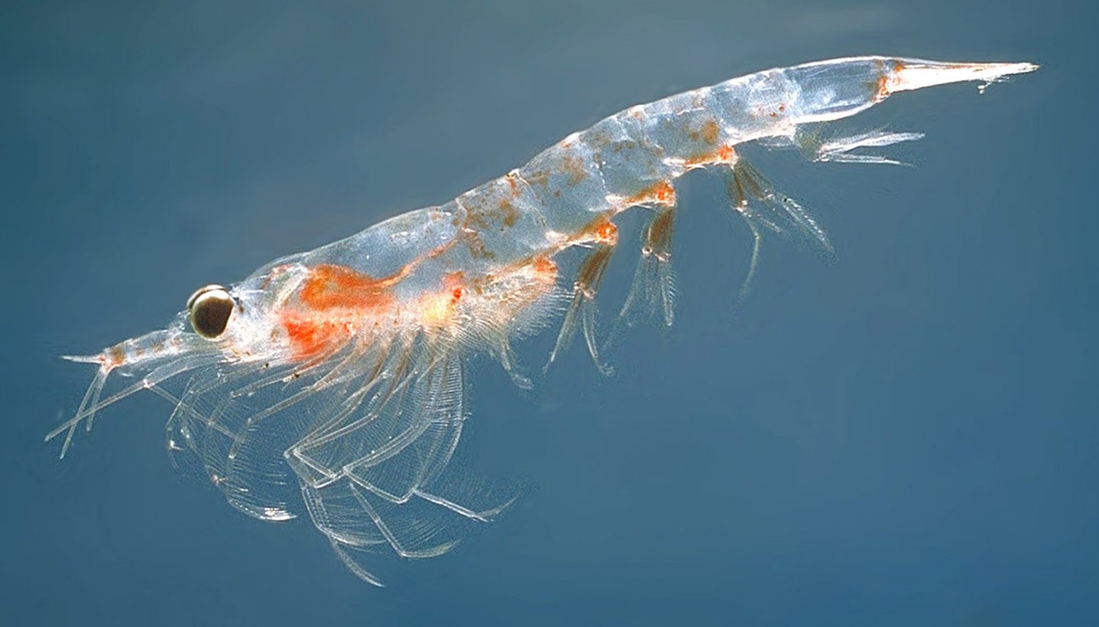 Krill Antártico