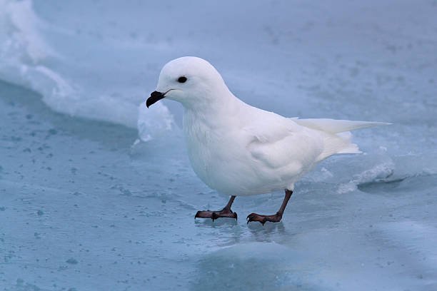 Petrel Blanco