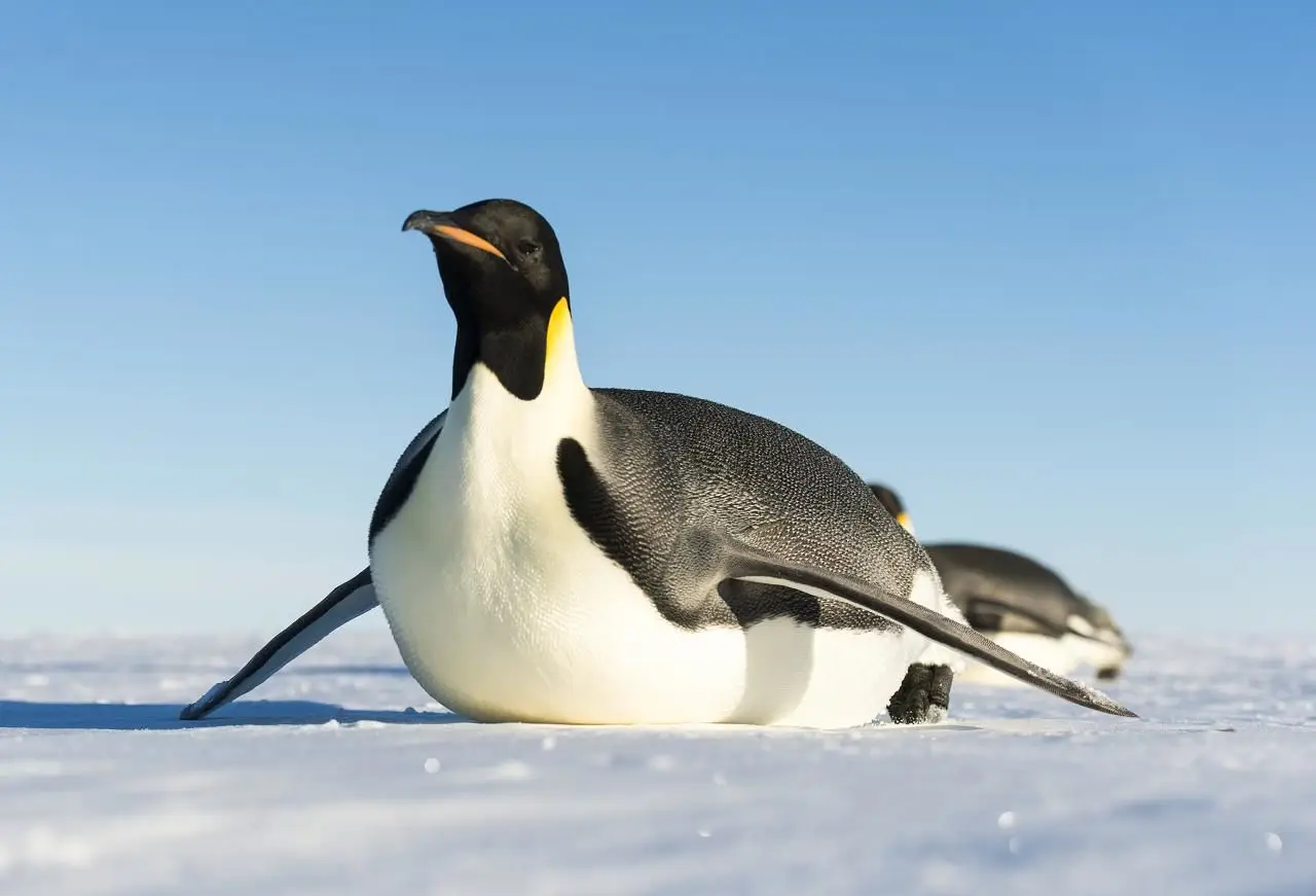 Pingüino Emperador